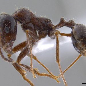 antweb1008070_p_1_high (1).jpg