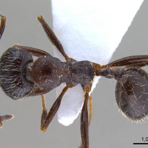 antweb1008070_d_1_high.jpg