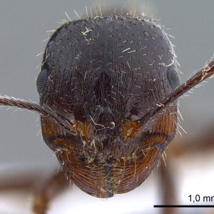 antweb1008070_h_1_high.jpg