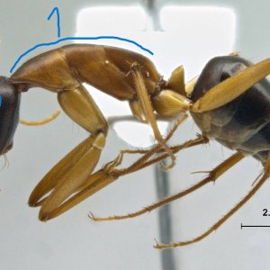 camponotus.jpg