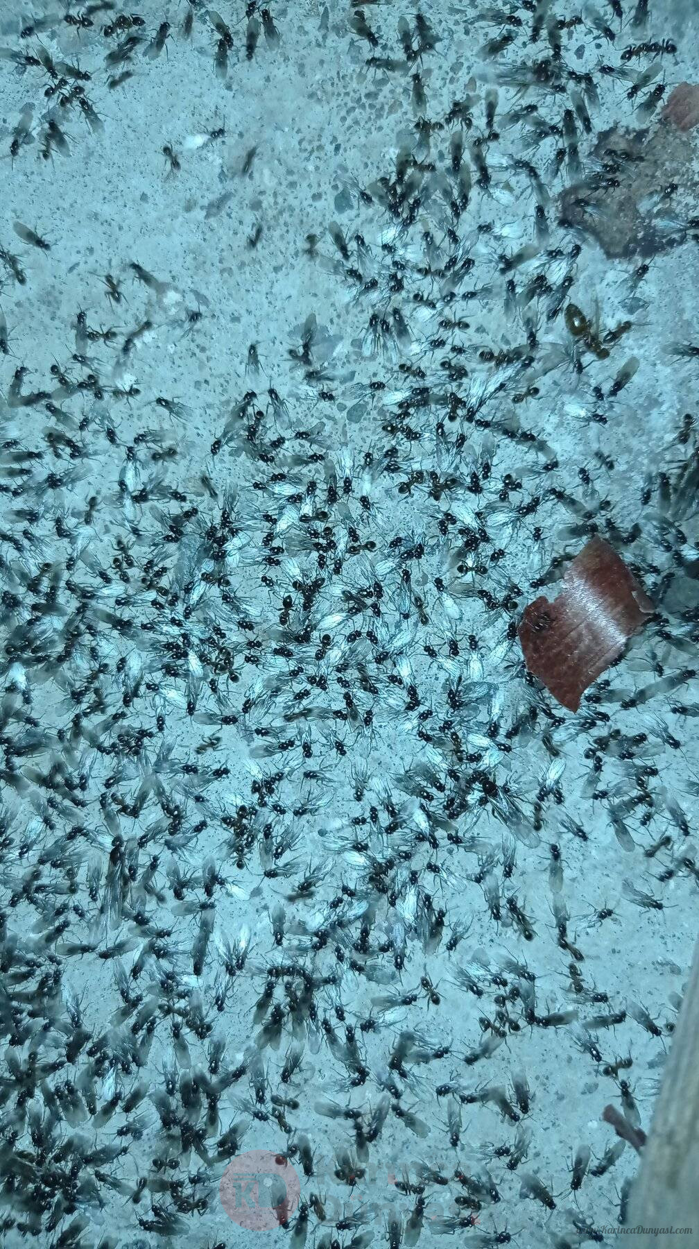 1000043111.jpg