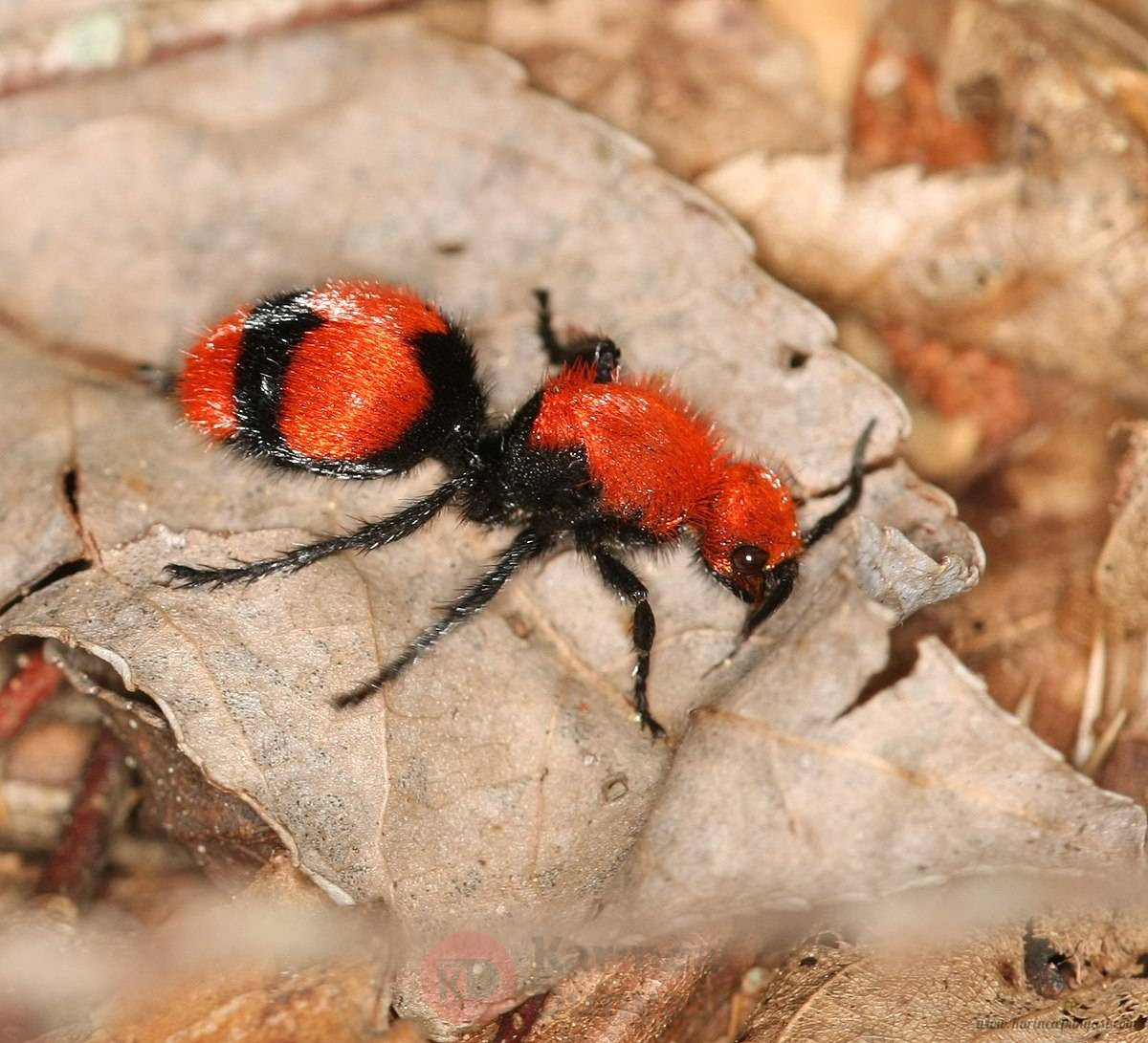 1200px-Dasymutilla_occidentalis_(3726943361).jpg