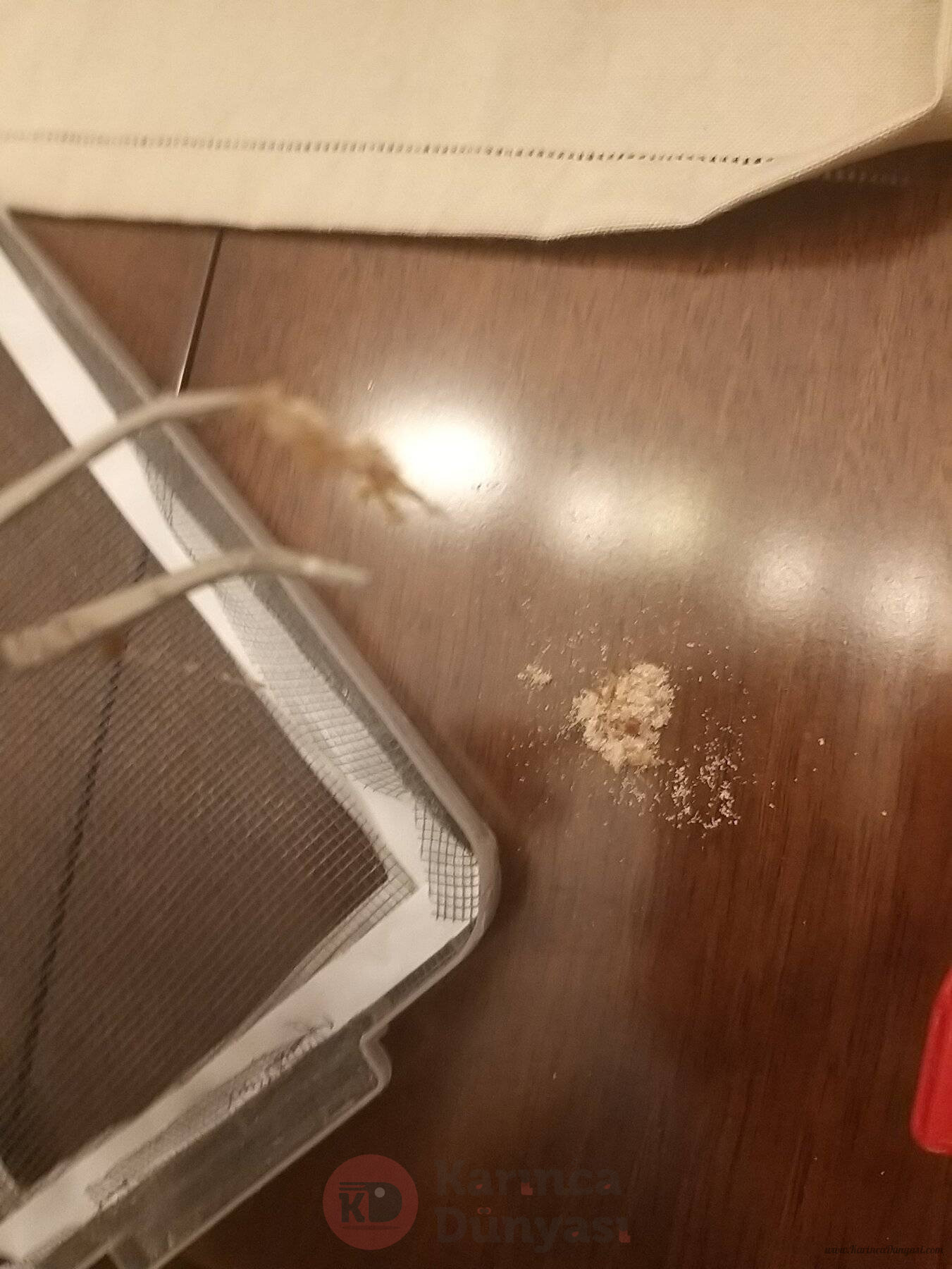 20221004_210900_copy_1699x2265.jpg