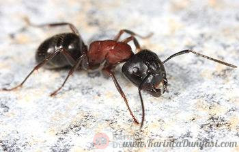 350px-Camponotus_novaeboracensis,_Ashburnham,_Massachusetts_(Tom_Murray).jpg
