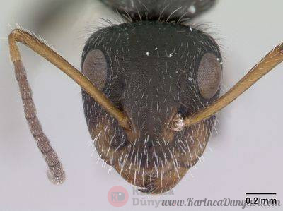 400px-Camponotus_brevis_casent0173555_head_1.jpg