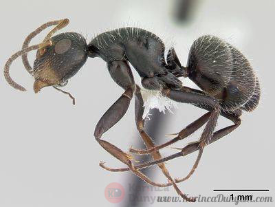 400px-Camponotus_brevis_casent0173555_profile_1.jpg