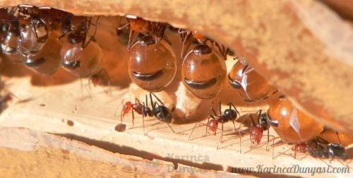 500px-Myrmecocystus_repletes_greg_hume.jpg