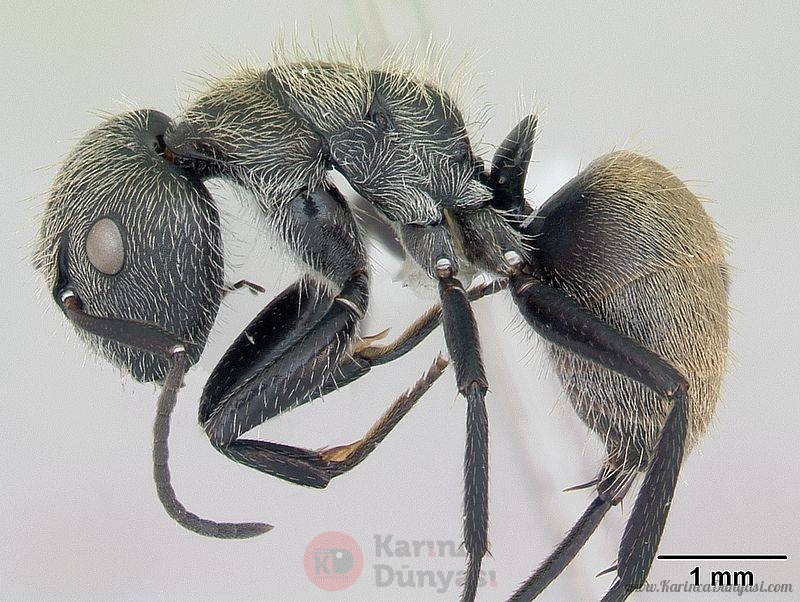 800px-Camponotus_arboreus_casent0173393_profile_1.jpg