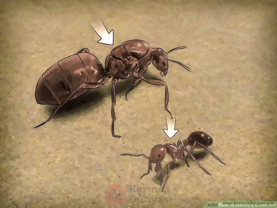 aid1607609-v4-900px-Identify-a-Queen-Ant-Step-4.jpg
