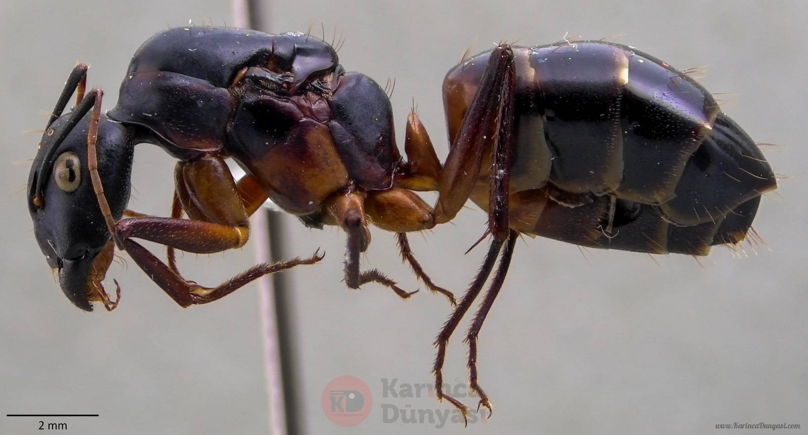 antweb1060141_p_1_high (1).jpg