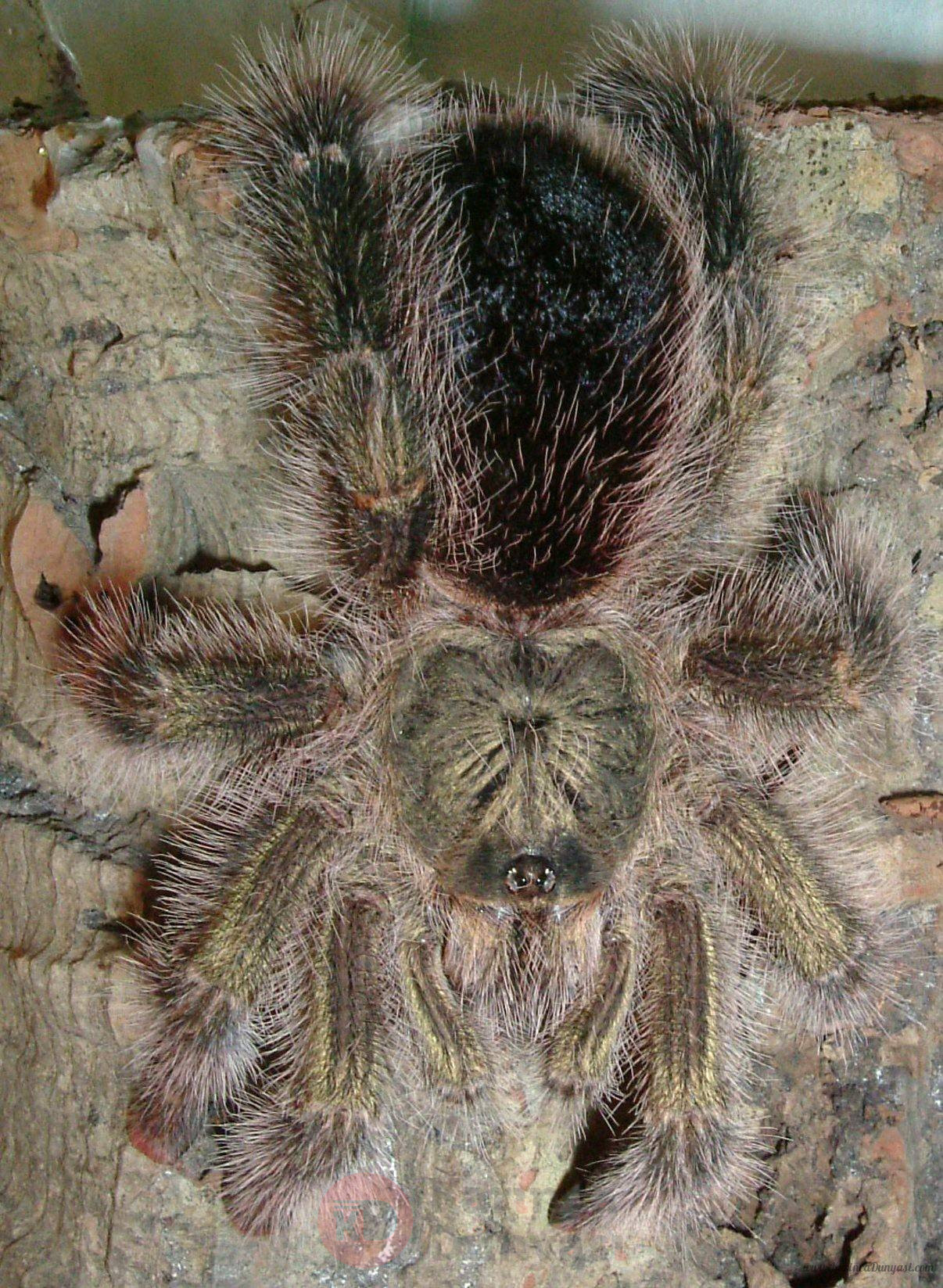 Avicularia aurantiaca.jpg