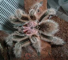 Avicularia aurantiaca2.jpg