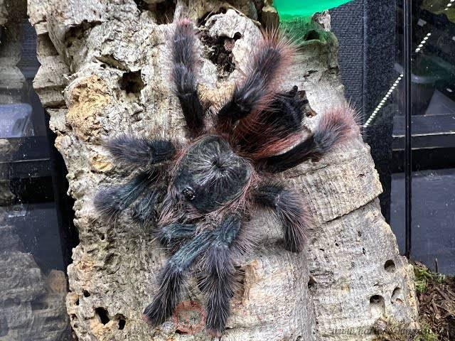 Avicularia braunshauseni.jpg