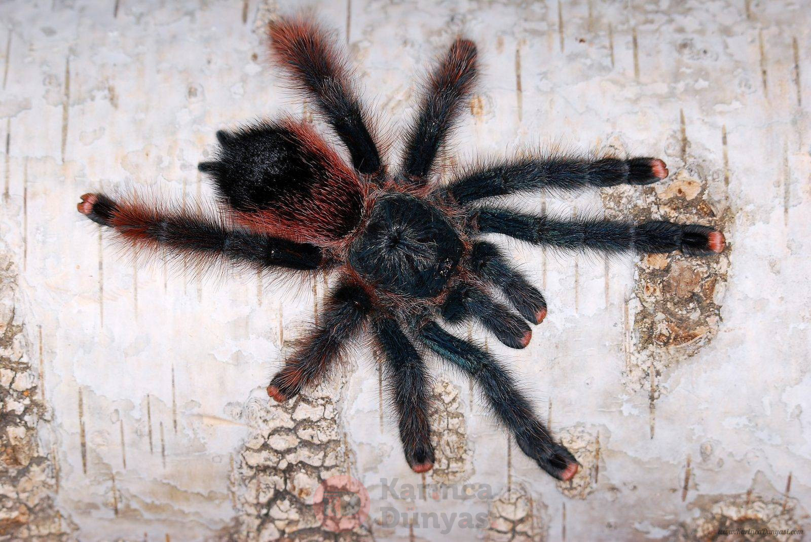 Avicularia braunshauseni2.jpg