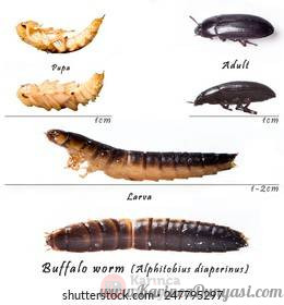 buffalo-worm-identify-life-cycle-260nw-247795297.jpg