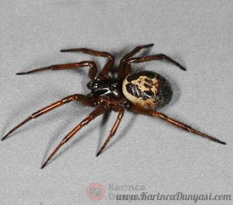 (c)_UCR_female_steatoda_nobilis_cisr1.jpg