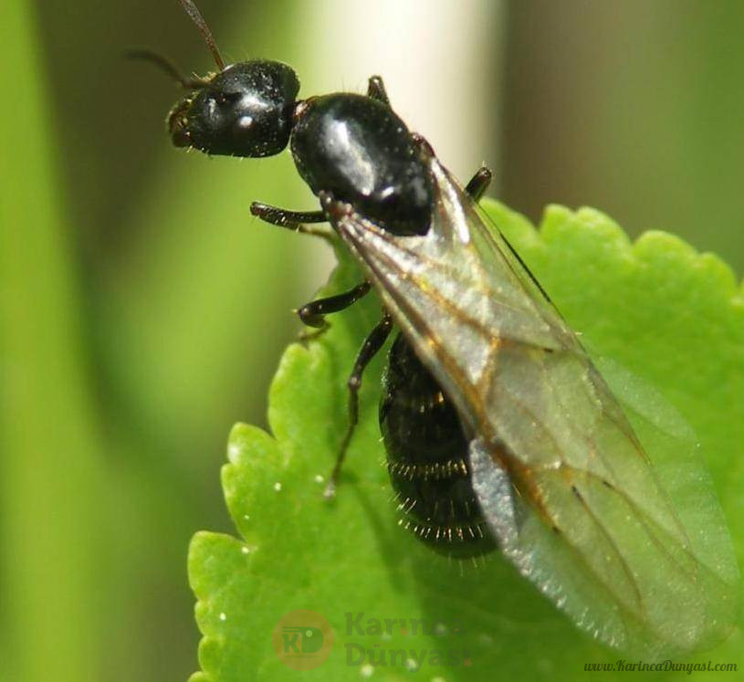camponotus-piceus-reine-1-a-5-ouvrieres.jpg