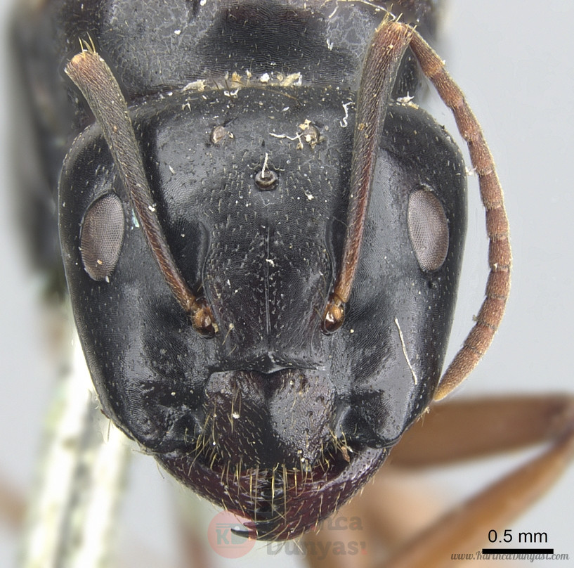 Camponotus_friedae_casent0903599_h_1_high.jpg