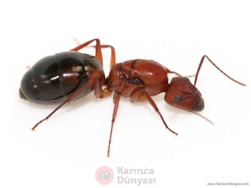 camponotus_socius.jpg