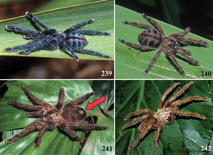 Caribena laeta.jpg