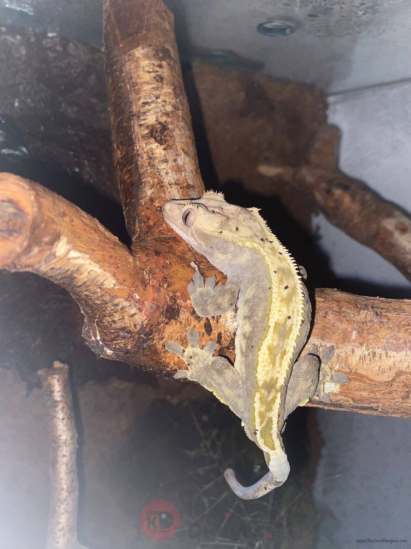 crestedgecko.jpg