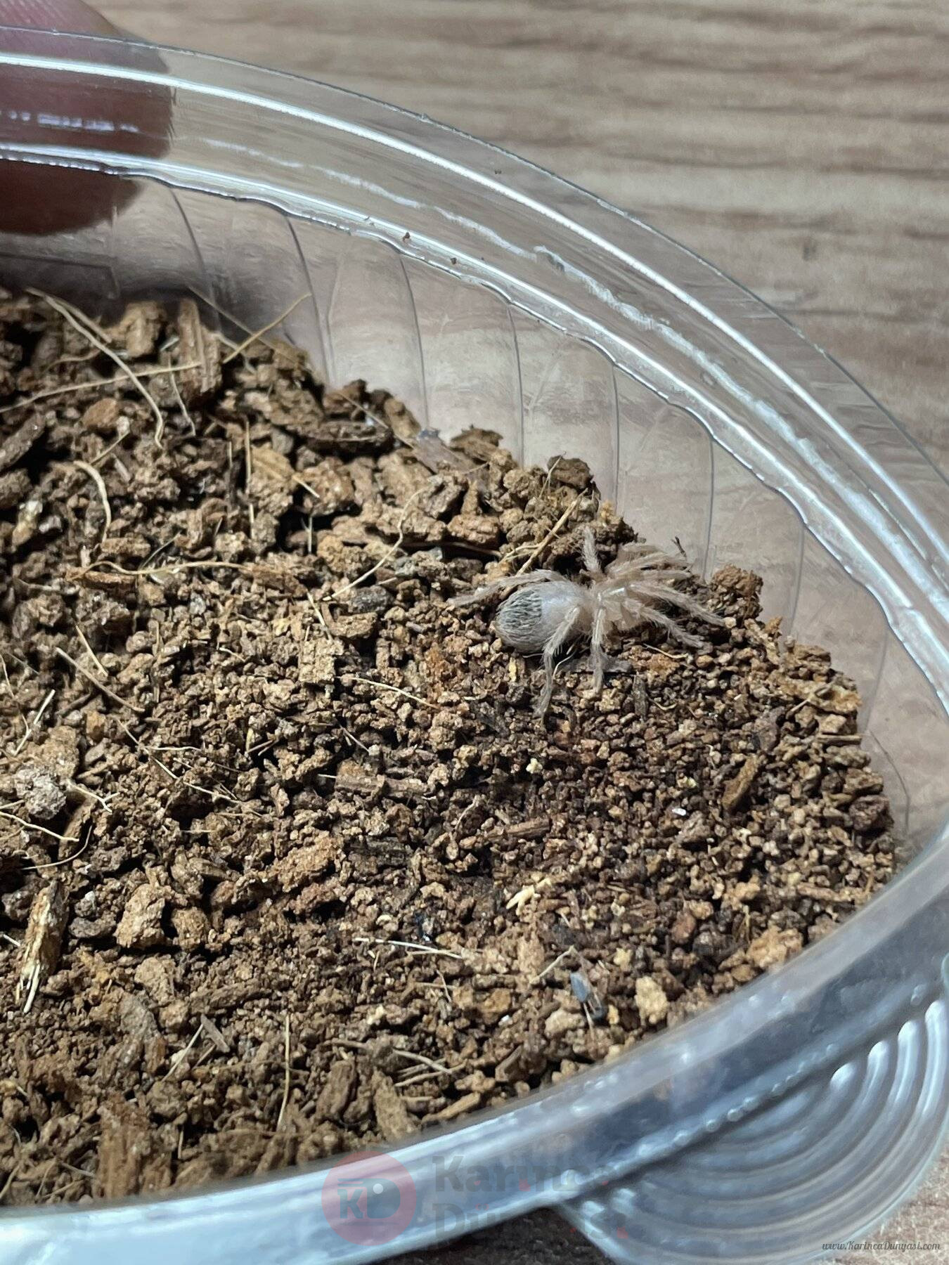 D86896D6-E6A2-43B4-8182-0FA013FC491C.jpeg
