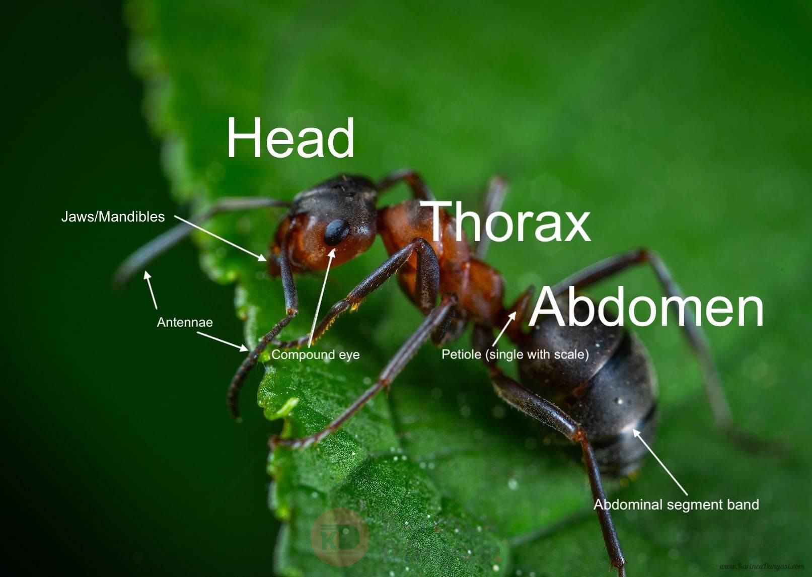 externalant.jpg