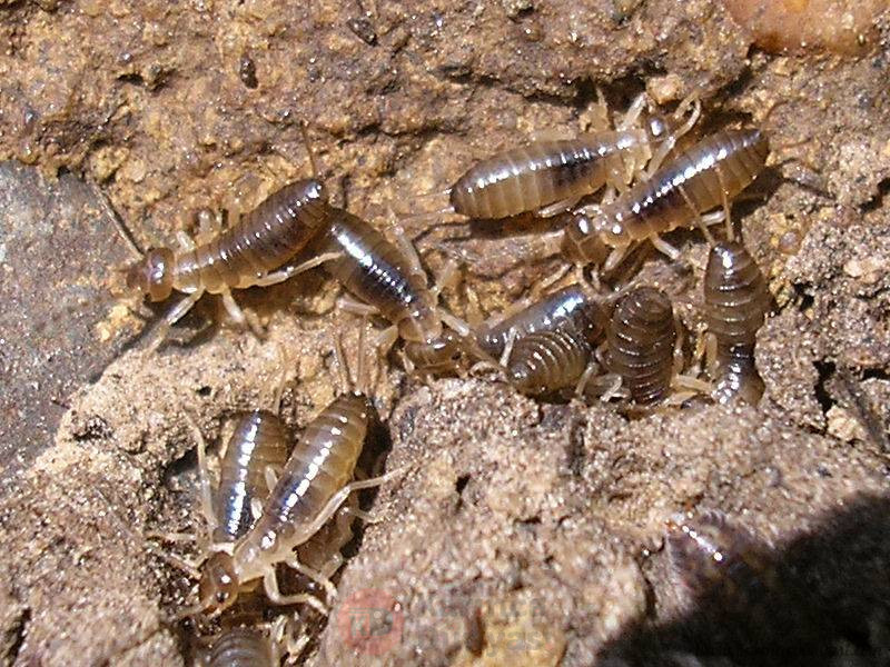F-auricularia_Kollenberg20080429_nymphs_907.jpg
