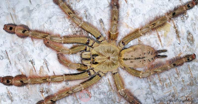 Featherleg-baboon-tarantula.jpg