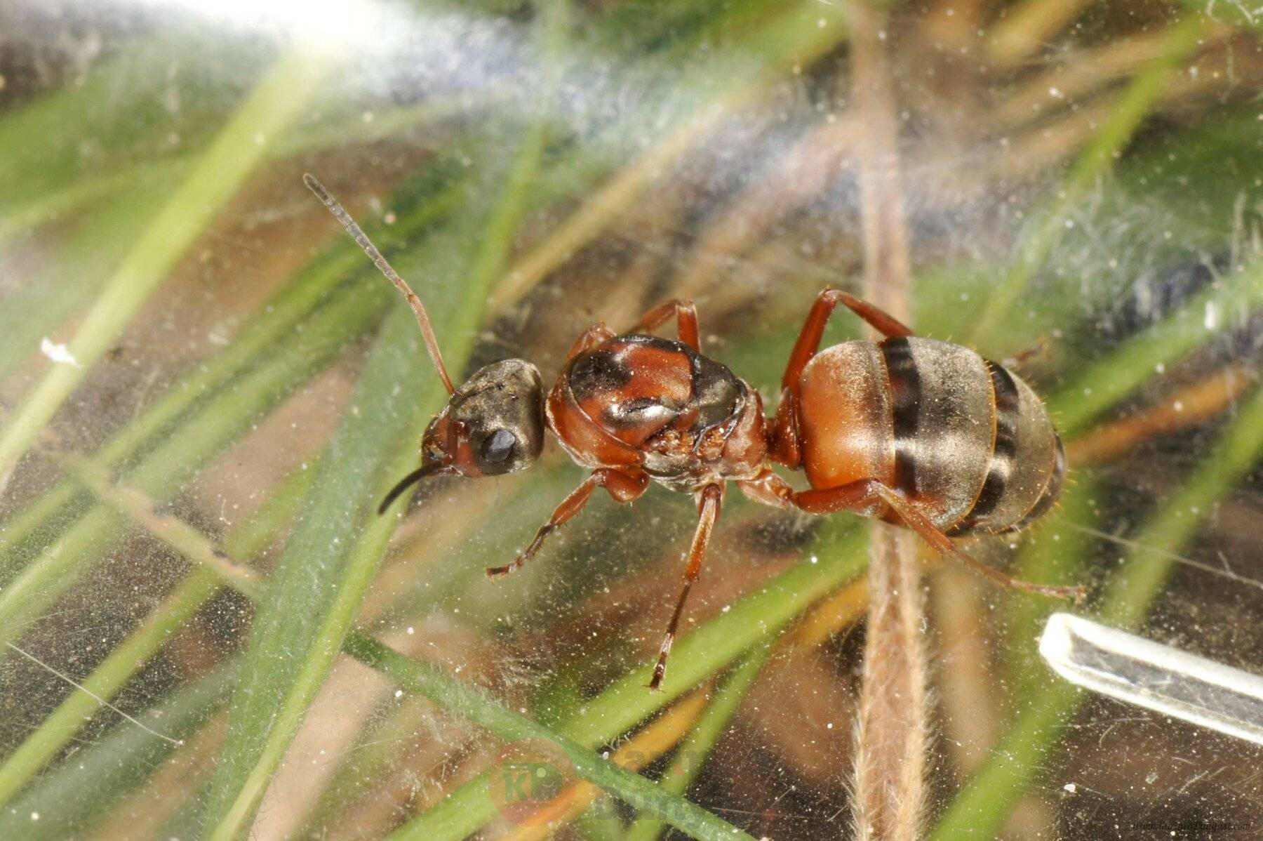 Formica_rufibarbis_queen-1.jpg