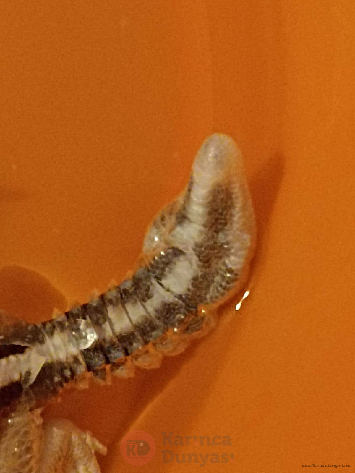 gecko1.jpg