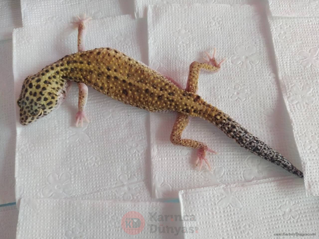 Gecko_01.jpg