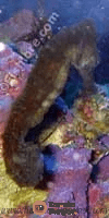 great_seahorse.png