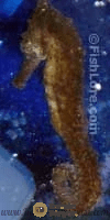 great_seahorse_2.png