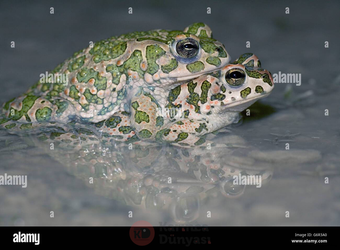 green-toads-pair-mating-bulgaria-bufo-viridis-side-G6R3A0.jpg