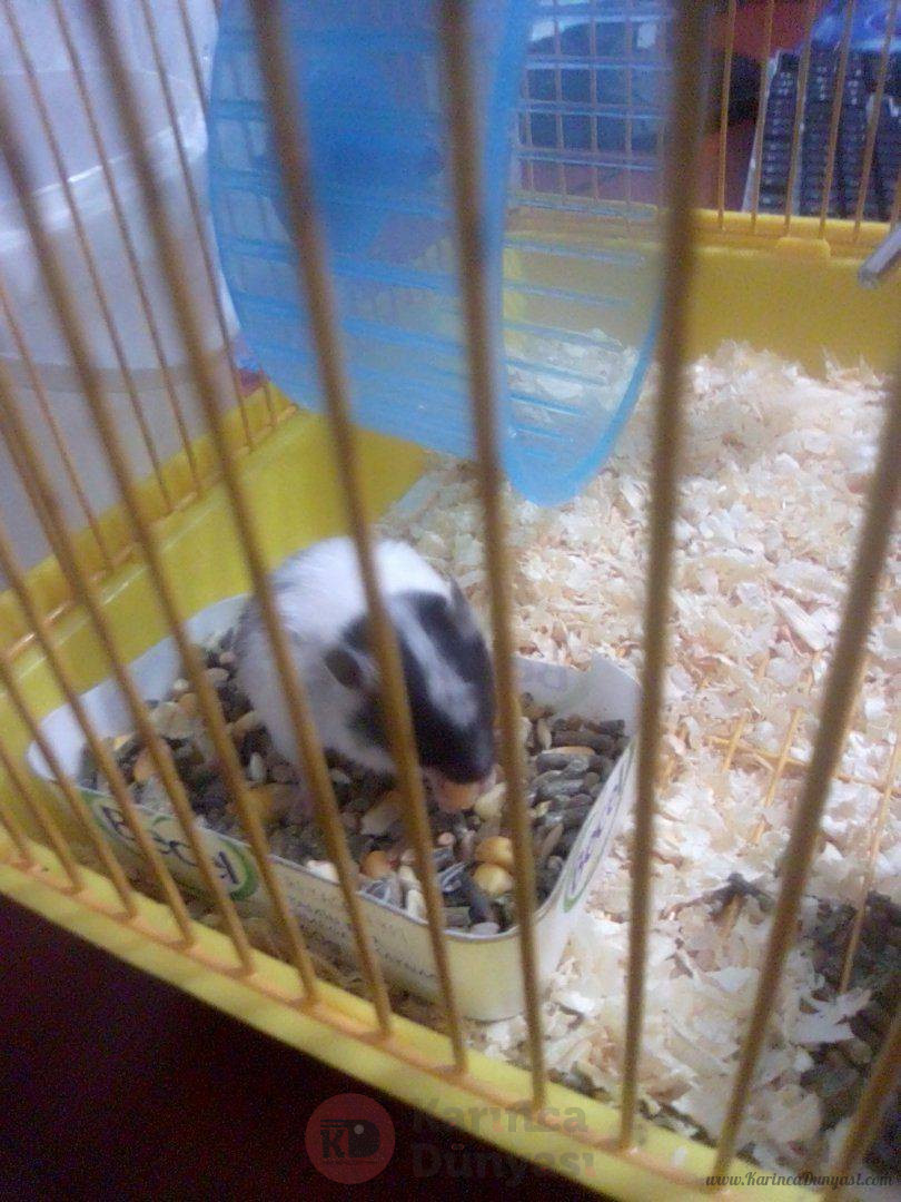 hamster.jpg