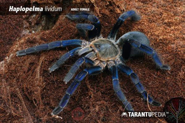 HaplopelmalividumAdultFemale5_af29c79d8d5072e76d1db9e64327eb01.jpg