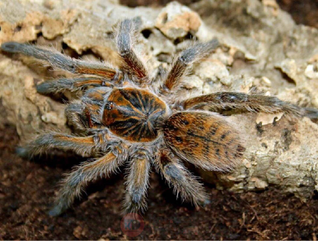 harpactira-cafreriana-adult-female-.jpg