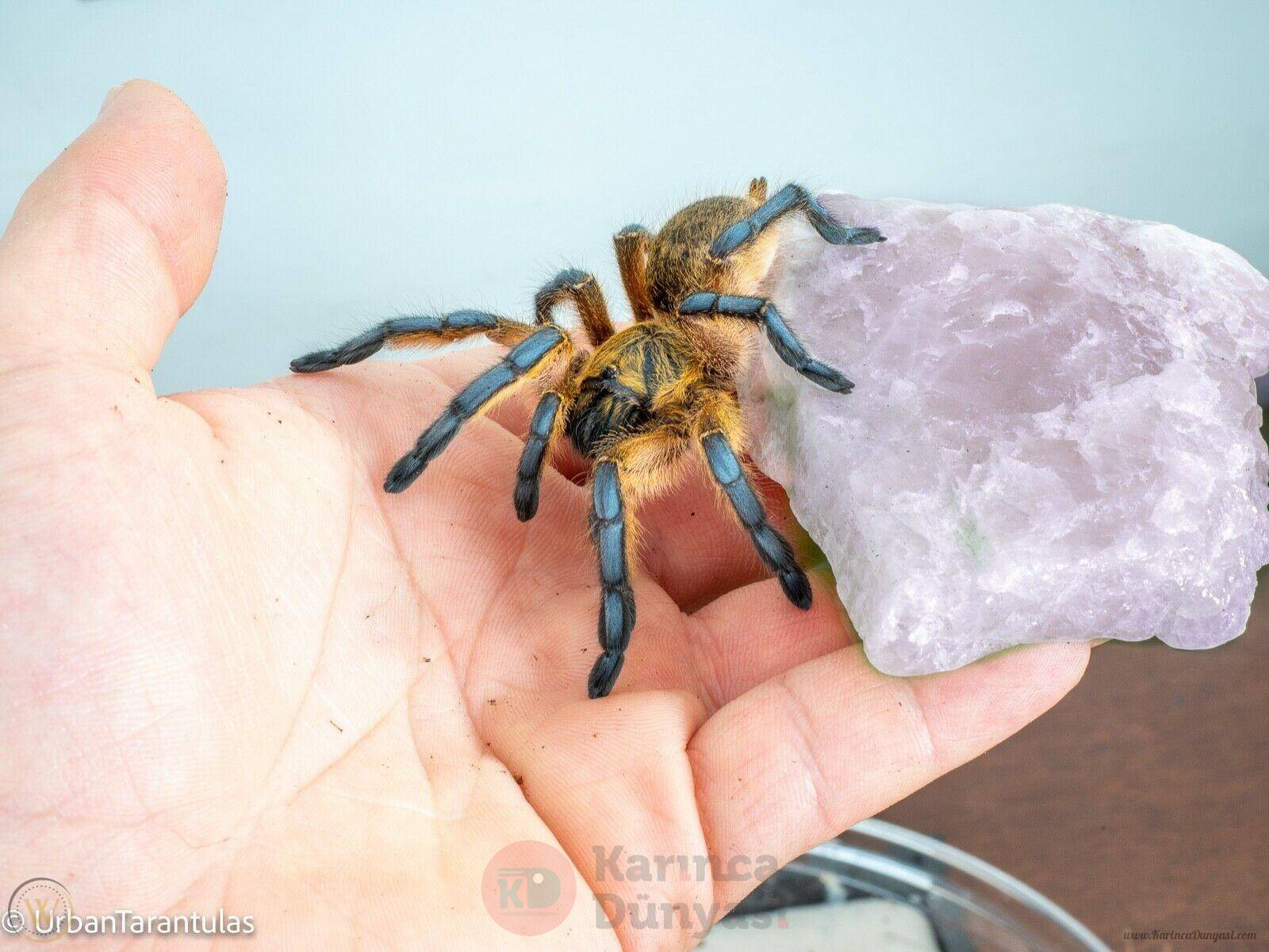 harpactira-pulchripes-golden-blue-leg_1_45d7bfc2734fe13acf3c03ead6db4b5f (1).jpg