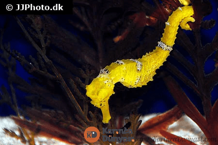 hippocampus-kuda-7.png