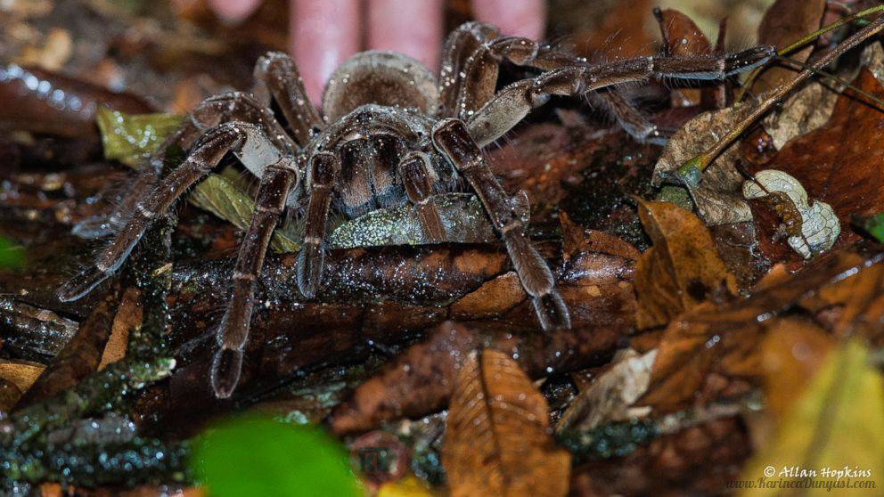 HT_goliath_bird_eating_spider_2_sk_141021_16x9_992.jpg