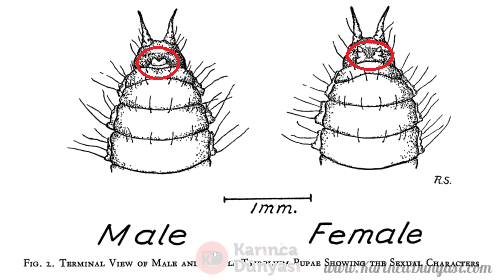image0-1.png