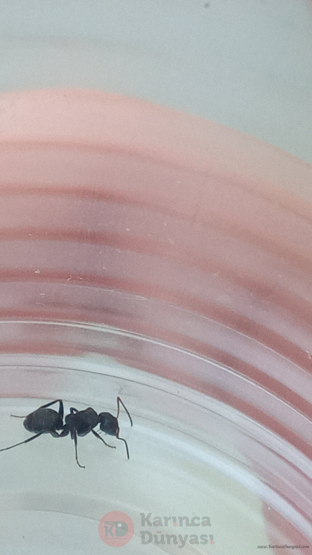 IMG-20220717-WA0008.jpeg