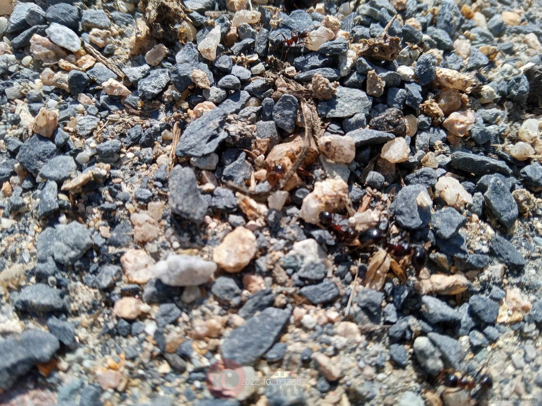 IMG20221011125810_01.jpg