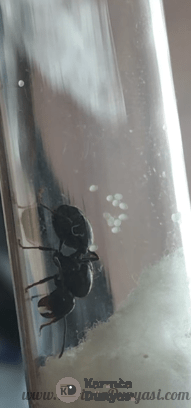 IMG_0799 (2).PNG