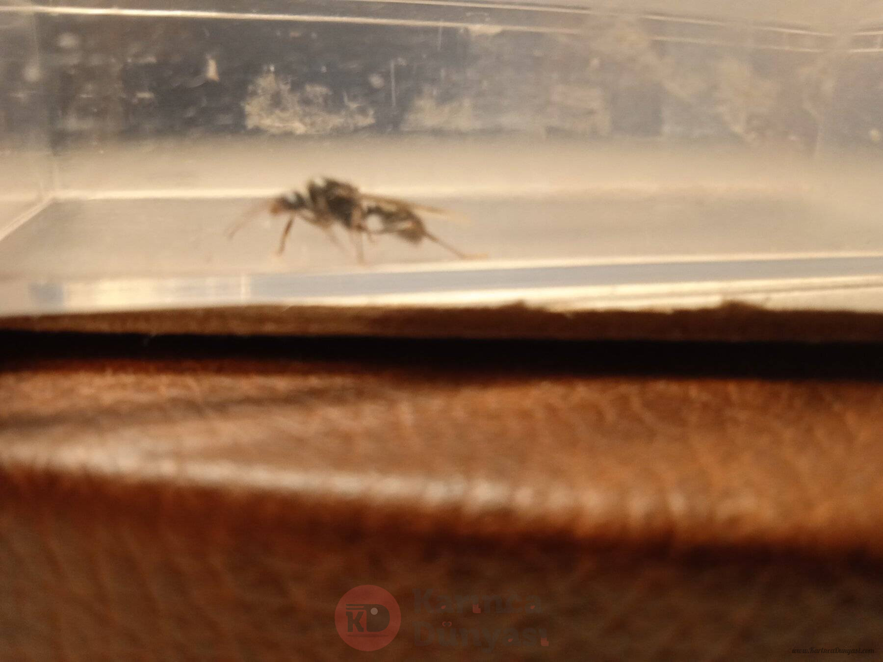 IMG_20230326_161947_1.jpg