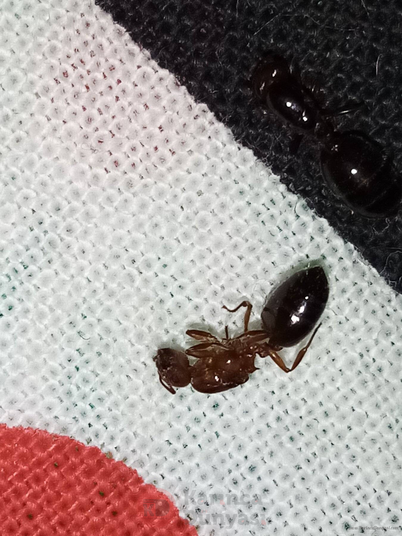 IMG_20241031_020934.jpg