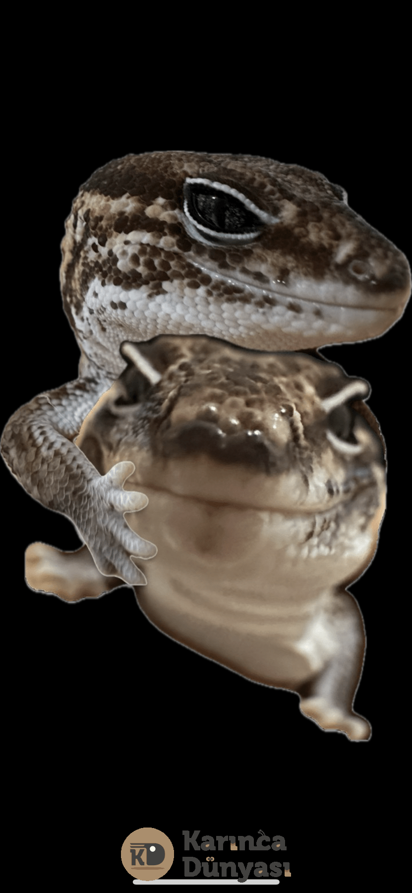 IMG_2530.png