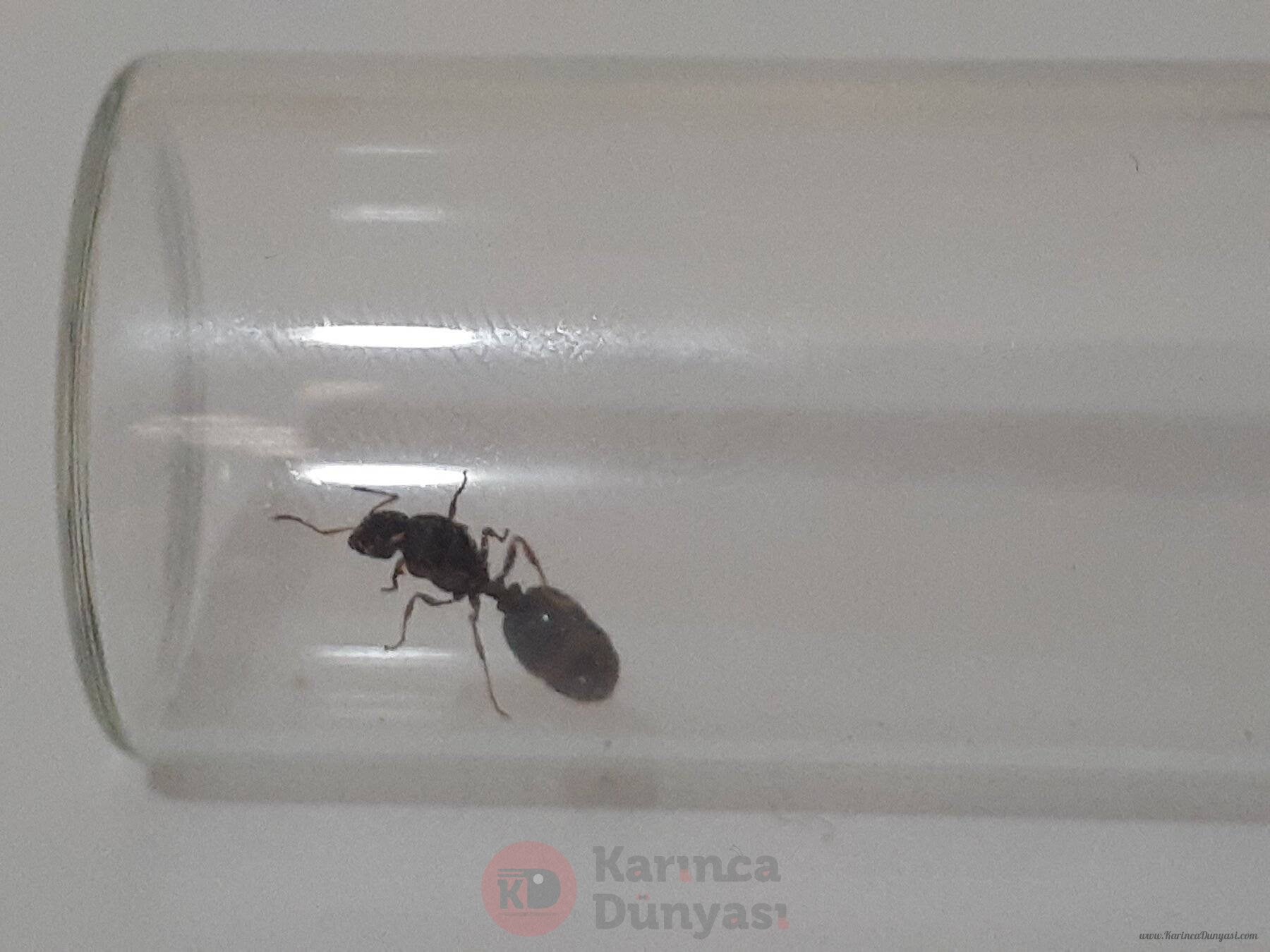 karınca2.jpg