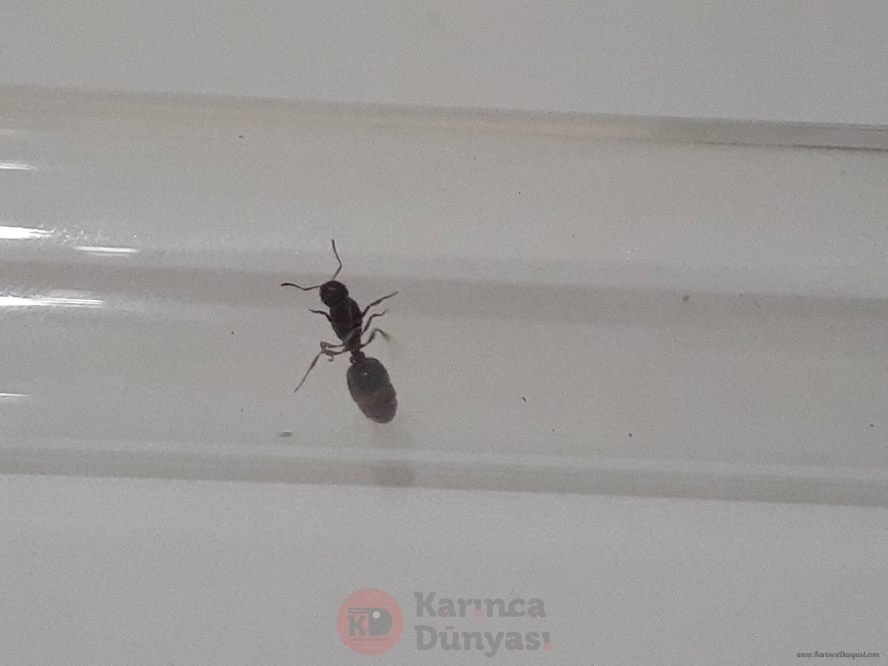 karınca3.jpg